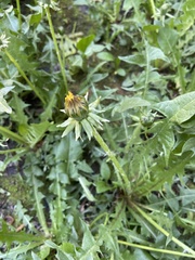 Taraxacum officinale