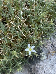 Sabulina nuttallii