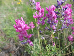 Oxytropis coerulea