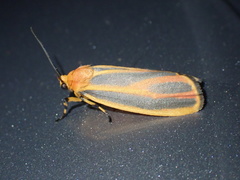 Hypoprepia fucosa