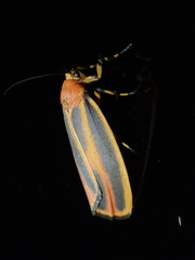 Hypoprepia fucosa
