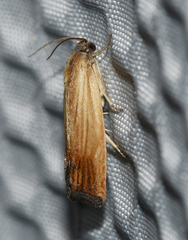 Eucosma umbrastriana