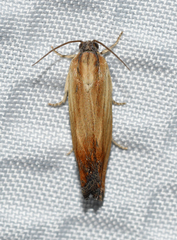 Eucosma umbrastriana