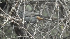 Curruca subcoerulea subcoerulea