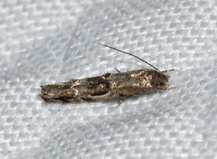 Mompha solomoni