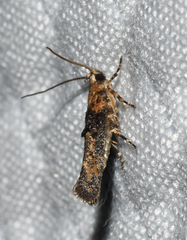 Agnippe biscolorella