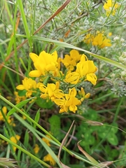 Genista teretifolia