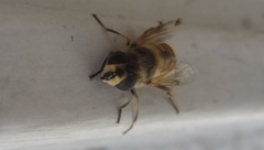 Eristalis tenax