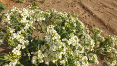 Crambe maritima