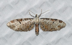 Eupithecia ravocostaliata