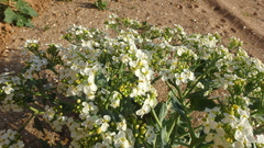 Crambe maritima