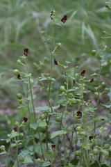 Scrophularia peregrina