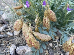 Astragalus oophorus