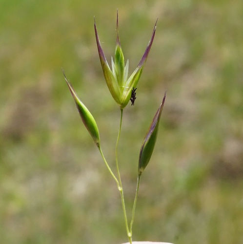 California oatgrass
