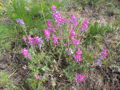 Oxytropis coerulea