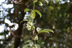 Cayaponia granatensis