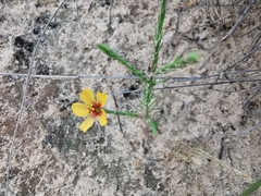 Linum hudsonioides