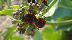 Eurydema spectabilis