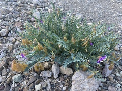 Astragalus oophorus