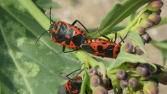 Eurydema spectabilis