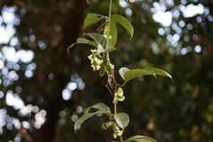 Cayaponia granatensis