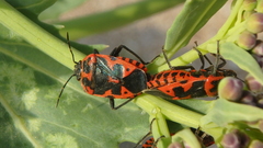 Eurydema spectabilis