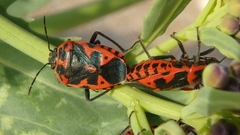 Eurydema spectabilis