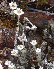 Leucogenes leontopodium