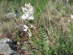 Oxytropis coerulea