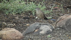 Cercotrichas coryphoeus coryphoeus