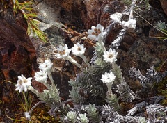 Leucogenes leontopodium