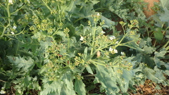 Eurydema spectabilis