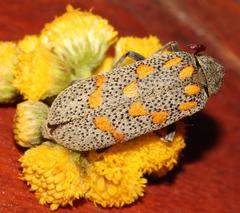 Hycleus burmeisteri