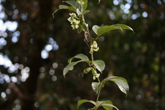 Cayaponia granatensis