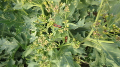 Eurydema spectabilis