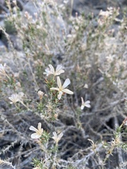 Linanthus pungens