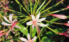Nerine laticoma