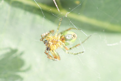 Araniella opisthographa