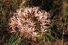 Nerine laticoma