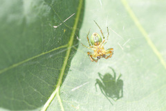 Araniella opisthographa