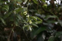 Cayaponia granatensis