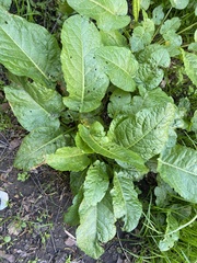 Rumex obtusifolius