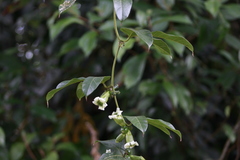 Cayaponia granatensis