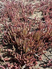 Salicornia veneta