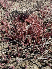 Salicornia veneta