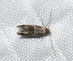 Mompha solomoni