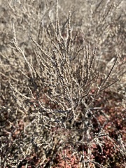 Salicornia veneta