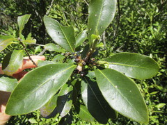 Pittosporum colensoi