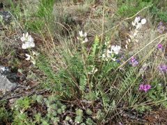 Oxytropis coerulea