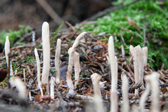 Clavariadelphus ligula